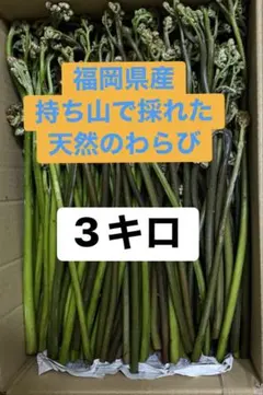 福岡県産　持ち山で採れた天然わらび　3キロ