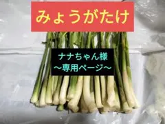 ♦ナナちゃん様専用ページ♦みょうがたけ