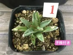 くー(猫のソックス)様 リクエスト 2点 まとめ商品