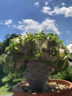 2025年最新】ブレビカウレの人気アイテム - メルカリ