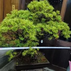 五葉松『庭木用』綺麗な樹形。 引き取り限定。近畿地方のみ配達&植込み