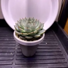 ブルーバニラセット札付きポットごとメルカリ便おらいさん苗3点セットミックスベリア 2025年最新】おらいさん苗の人気アイテム - メルカリ