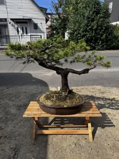 五葉松『庭木用』綺麗な樹形。 引き取り限定。近畿地方のみ配達&植込み