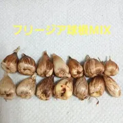 フリージア球根 MIX 大7球のサムネイル