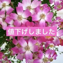 おまかせ野薔薇 抜き苗1本 ノイバラ ピンク × 白グラデーション小花