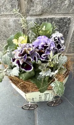 【ゆみ様専用】サトウ園芸『ドラキュラ』2株使った寄せ植え