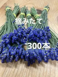 富良野 イングリッシュ系 ラベンダー 摘みたて100本 切花 - メルカリ