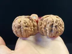 観賞用くるみ 低めの幅広型 手のひらサイズ 44mm