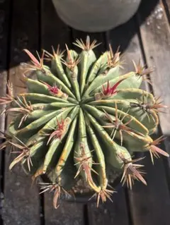 Yoshihiro Fukaki様 リクエスト 2点 まとめ商品