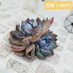 ジェムストーン(大苗)◎多肉植物 カット苗 韓国苗 エケベリア等 - メルカリ