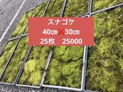 スナゴケ 砂苔 送料込み 天然 43㎝✖︎33㎝ - メルカリ