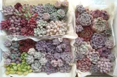 多肉植物カット苗抜き苗詰め合わせセットC