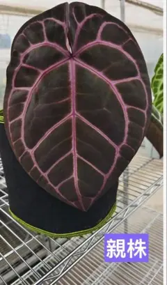 Anthurium AOS✖️RVDP斑入り - メルカリ