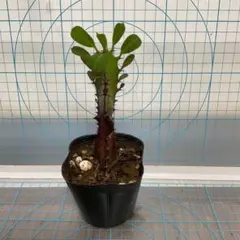 白斑入り　実生/抜き苗　クロヨナ　クロユーナ　マメ科　常緑樹木　植物園芸　沖縄④ 白斑入り 実生/抜き苗 クロヨナ クロユーナ マメ科 常緑樹木 植物園芸