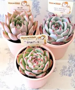 2025年最新】ファームパルクの人気アイテム - メルカリ