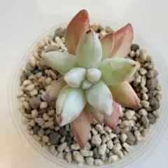 多肉植物 セダム 銘月錦 アドルフィー錦 斑入り カット苗 ぷっくり