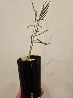 決算創業祭 お買い得 サイカス カイルンシアナ ブルー 決算創業祭 お買い得 サイカス カイルンシアナ 2 Yahoo!オークション