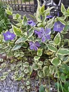 あこ様 リクエスト 2点 まとめ商品