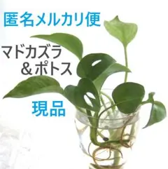 匿名メルカリ便　マドカズラ＆斑入りポトス　セット⑦発根苗水耕苗ハイドロカルチャーのサムネイル