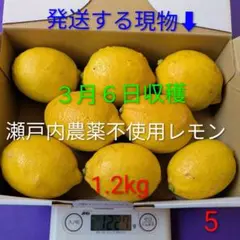 ⑤３月６日収穫　新鮮！瀬戸内の農薬不使用レモン