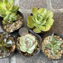 多肉植物 アエオニウム 4点セット - メルカリ