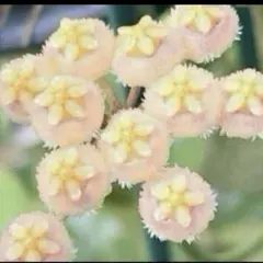 ホヤ　レベッカ　④のサムネイル