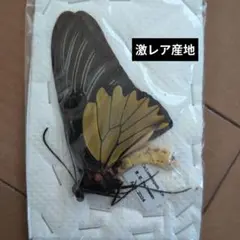 タカネクジャクアゲハ♀　原名亜種　外国産昆虫標本　蝶 最終特別価格！タカネクジャクアゲハ 原名亜種 ♀外国産昆虫標本 蝶