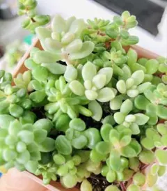 このまま飾れる】多肉植物セダム ちまちまプチ寄せ植え - メルカリ