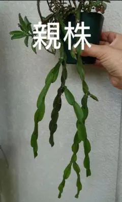 【カギしっぽの新芽がぴょこぴょこ】リプサリス パラドクサファイン 玉柳 楽天市場】リプサリスパラドクサの通販