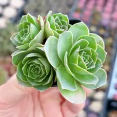 写真現物　グリーノビア　パンドラ　抜き苗　多肉植物