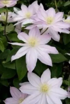 luna様 リクエスト 2点 まとめ商品