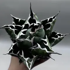 龍門】アガベ チタノタ 藍鯨 BB極上強刺美株 - メルカリ