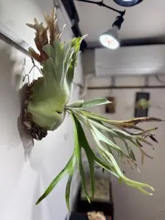 トキントキンの一級品‼️】veitchii wild 板付け株 - メルカリ