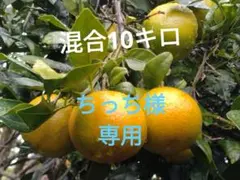 ちっち様専用 たんかん混合10キロ♪