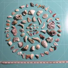 湘南産　天然　貝殻　パーツ　55g