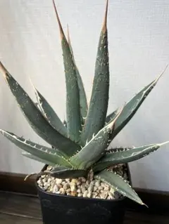 亀甲牡丹 実生 鉢植え メルカリ便送料込み WD.com様専用 実生】アリオカルプス・亀甲牡丹 - メルカリ
