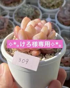 けろ様 リクエスト 2点 まとめ商品