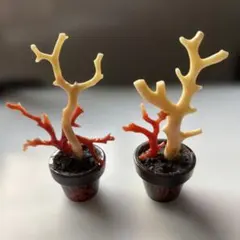 2026年最新】赤珊瑚 置物の人気アイテム - メルカリ