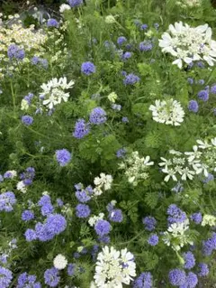 ゆらりんこ様 リクエスト 2点 まとめ商品