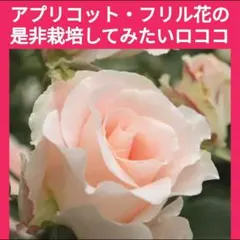 ※出品一覧もご参照【ロココ】薔薇苗(バラ苗冬挿し木用挿し穂(さし穂)
