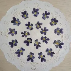 NO.77-761 ビオラの押し花バニーイヤーズすみれグラデーション ミニサイズ