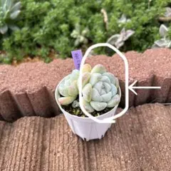 2025年最新】ミックスベリアの人気アイテム - メルカリ