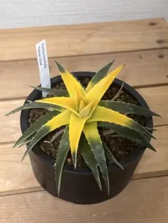 2026年最新】dyckiaの人気アイテム - メルカリ