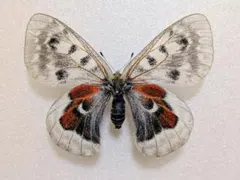 発色良！　パルナシウス ノミオン コイワヤイ　蝶　標本 2025年最新】パルナシウスの人気アイテム - メルカリ