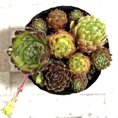 多肉植物 ポリグラネイト センペルビウム - メルカリ