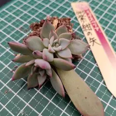 本日限定 多肉植物 白玉美尼 葉挿し ミックスベリアおらいさん苗