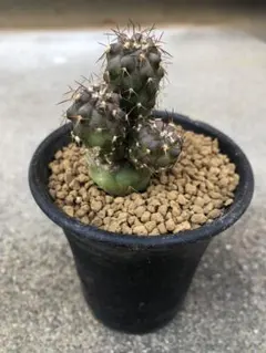 2026年最新】copiapoaの人気アイテム - メルカリ