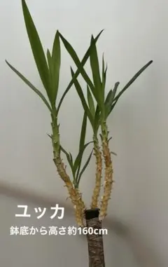 ユッカ 植物 大型 中型 - メルカリ
