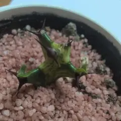 ビザールプランツ ユーフォルビア トリゴナ