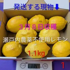 ①３月８日収穫　新鮮！瀬戸内の農薬不使用レモン
